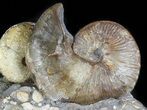Gorgeous Hoploscaphites Ammonite Cluster - South Dakota #46866-2